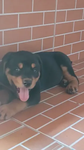 Filhotes de rottweiler