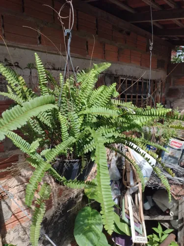 Samambaia em vaso