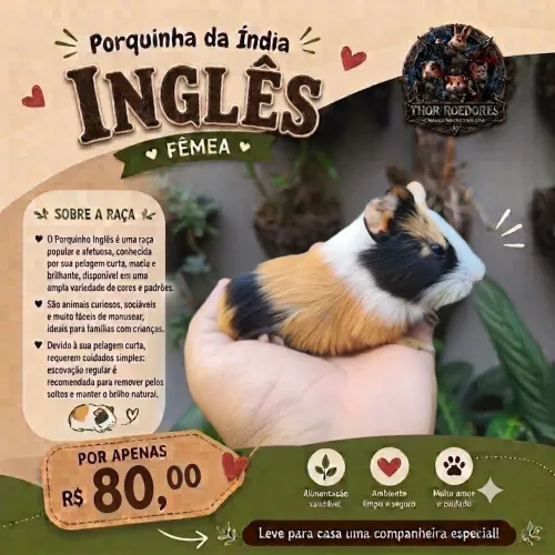 Porquinho da Índia 