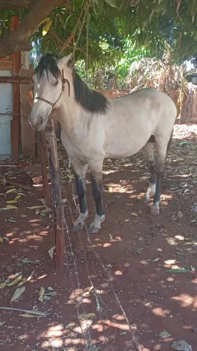 Potro 3 anos