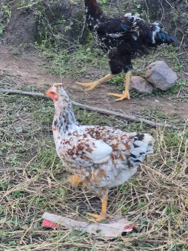 Frango e frangas p vende