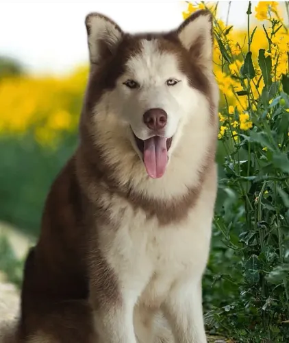 Husky Siberiano - Espetaculares