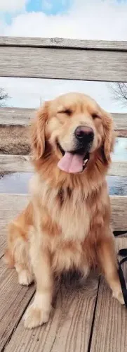 Golden Retriever Macho 11 Meses