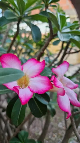 ROSA-DO-DESERTO 