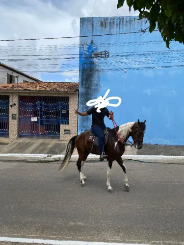 cavalo mangalarga ótima qualidade 