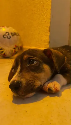 DOANDO CACHORRINHA