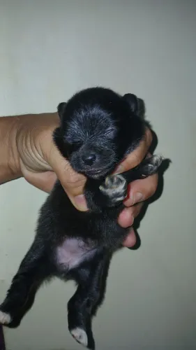 Spitz Alemão anã