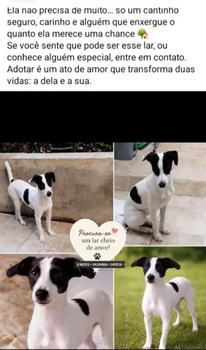 Fox Paulistinha 