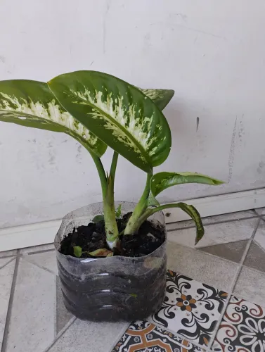 Planta comigo ninguém pode 30 cm
