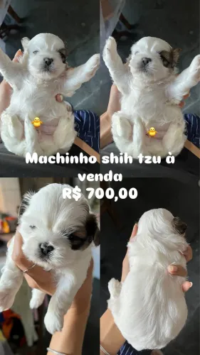 Cachorro