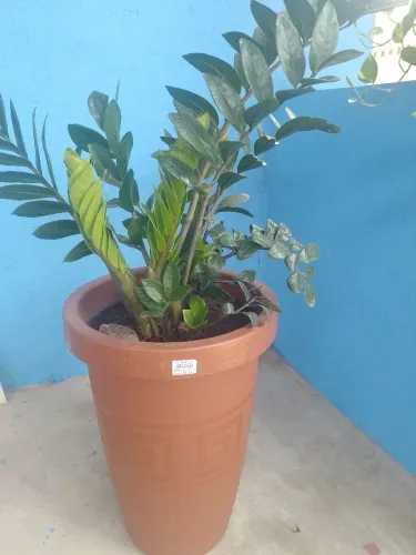 Caso com planta