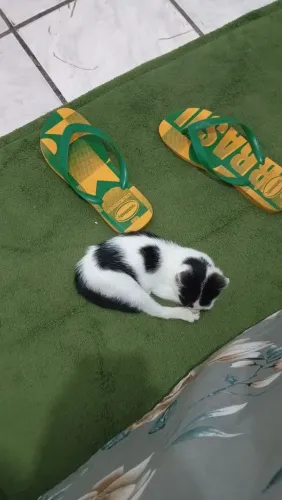 Doação