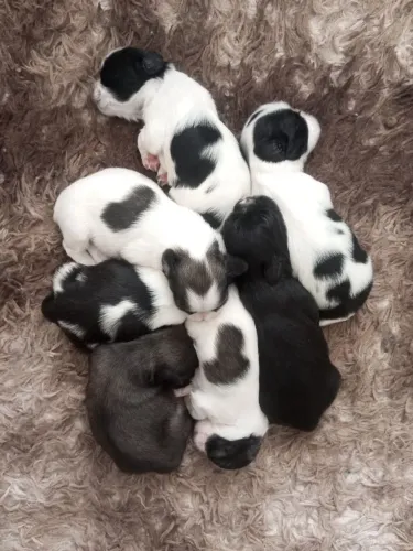 Cachorro Shitzu