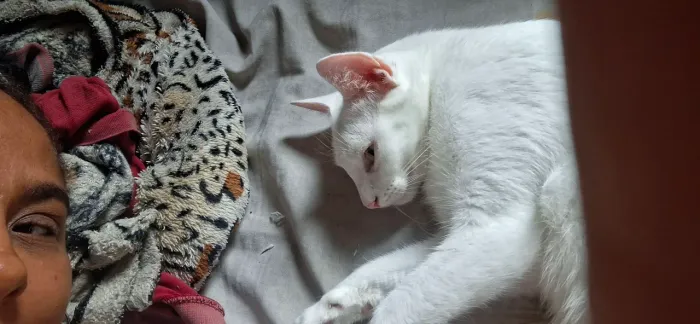 Doação de Gatos
