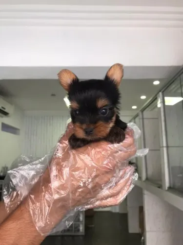 Yorkshire Terrier - padrão da raça