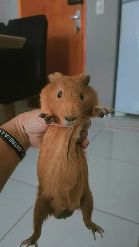 Porquinho da índia 