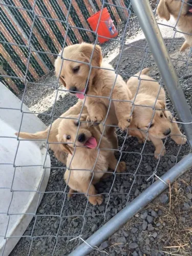 Filhotes de Golden Retriever | Um amigo para acompanhar suas aventuras!