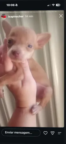 Pinscher fêmea e macho disponível * zap Uberlândia MG