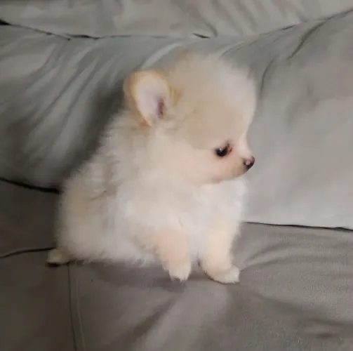 spitz alemão anão 