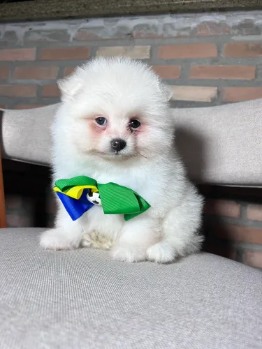 Lulu da Pomerania com Pedigree