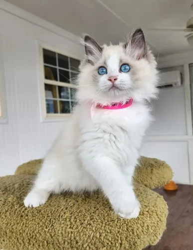 Ragdoll Filhotes