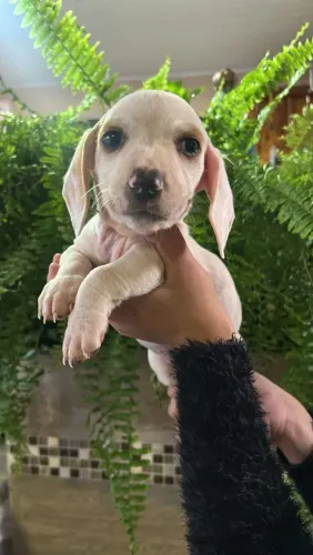 Filhote de Basset macho 
