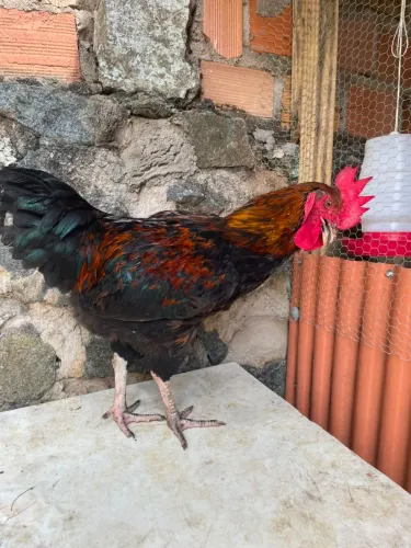 GALO MELHORADO EMBRAPA+ GSB COM 07 MESES