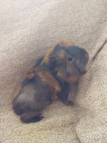 Porquinho da india peruano 