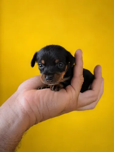 filhote de pinscher