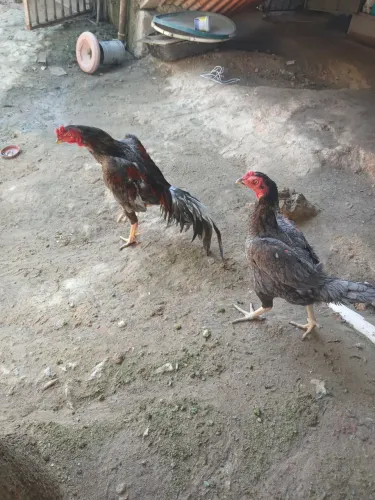 Casal de galinha indio