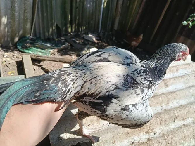 Vendo lindo frango jacutinga, mãe dele bota ovo azul