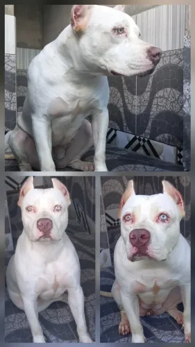 Pitbull
