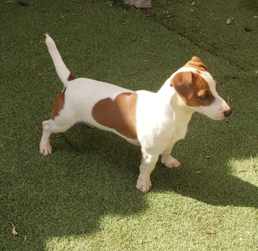 Jack Russell para cruza