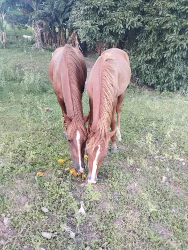 Vende-se cavalo