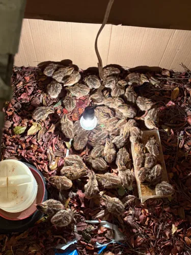 Pintos de Saque
