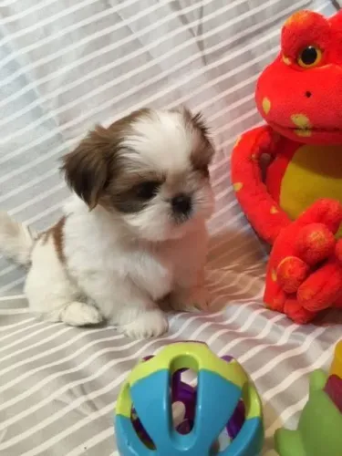 Shih Tzu Doguinho pronto para receber muito carinho