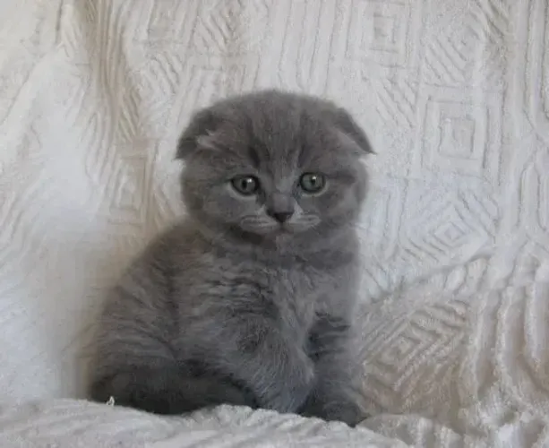 Scottish fold - conferir lindo