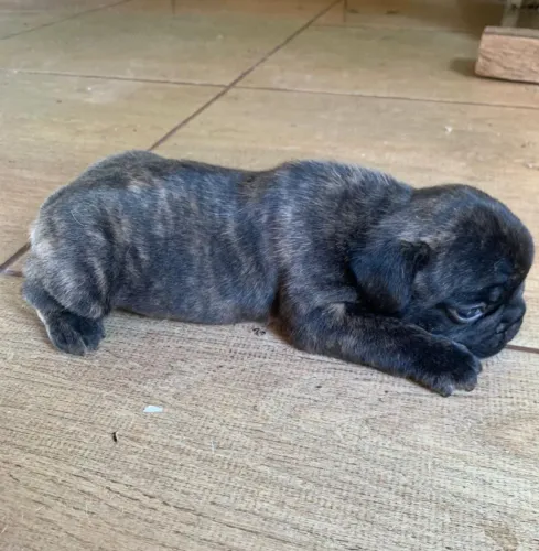Buldogue francês 