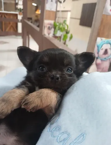 Chihuahua pêlo longo lindo!Excelência em uma criação ha 14 anos.Entregamos