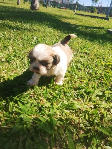 Vendo filhos de shitzu macho