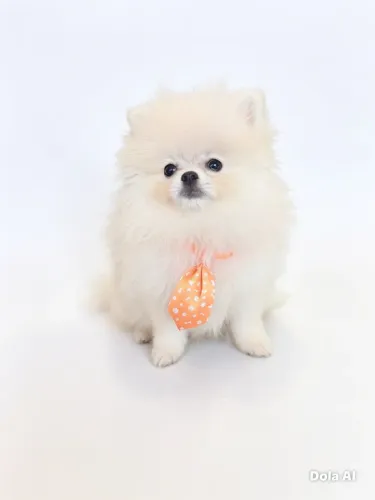 Spitz Alemão