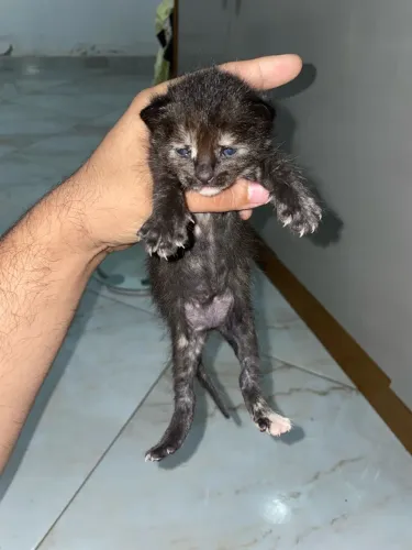 Doação de gatos