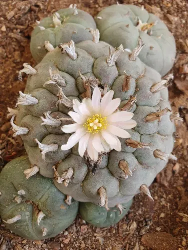 Lophophora williamsii Com 6 Brotos Pote Nº 6 