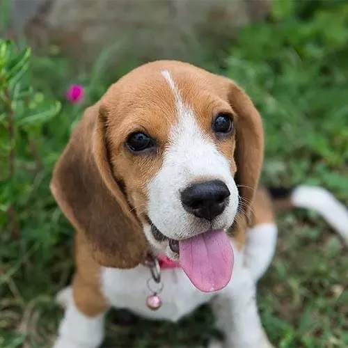 Filhotes Beagle com pedigree