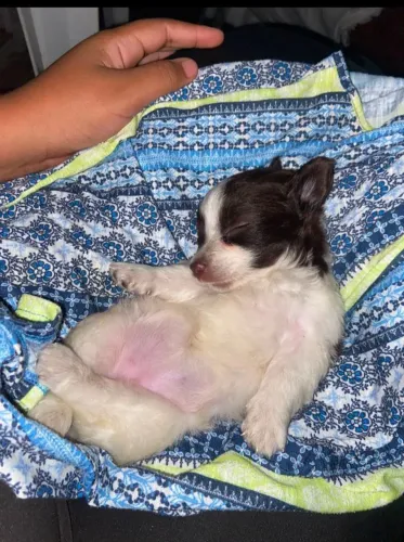 Cachorrinha poodle