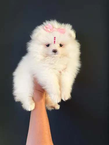Lulu da Pomerania mini fêmea Ursinha branquinha neve vacinada 