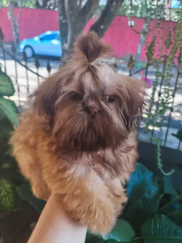 Shih tzu