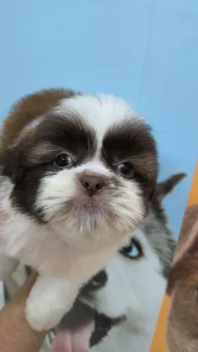 Filhote fêmea de Shih Tzu com pedigree