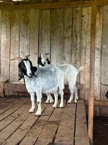 Cabras