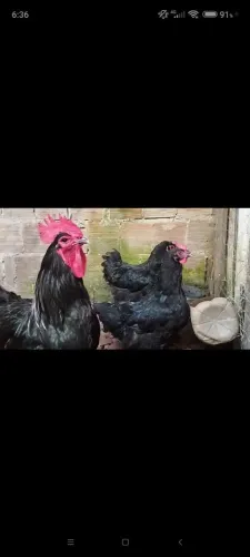 Gigantes negros de Jessy